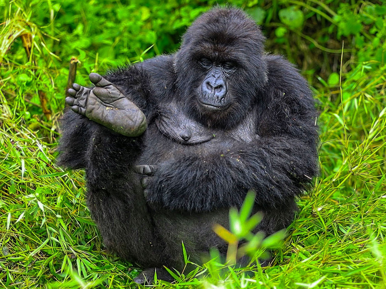 11-days-10-nights-in-rwanda