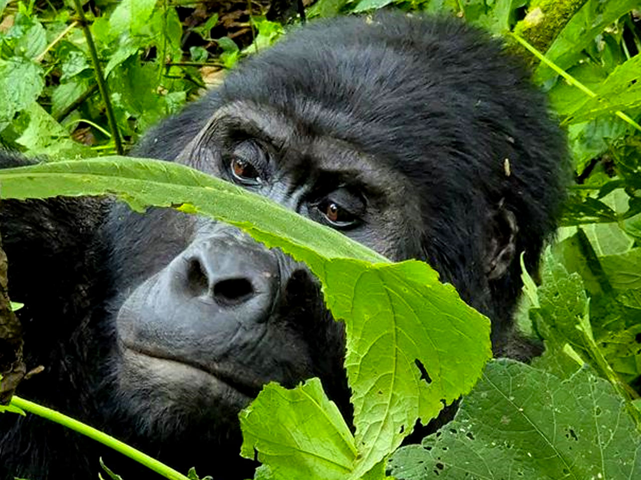 14-days-uganda-gorilla-safari-tour