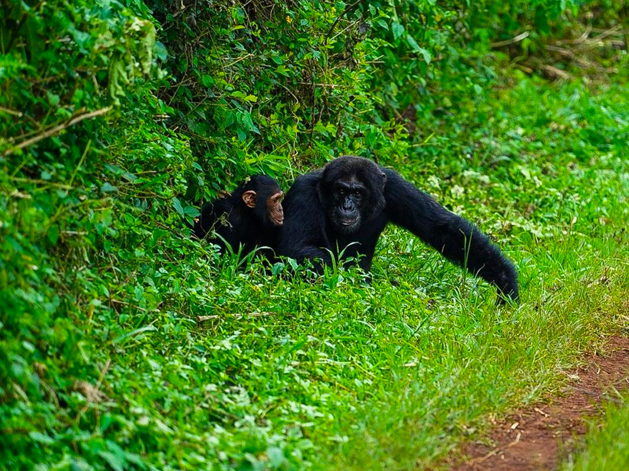 5-days-uganda-gorilla-chimpanzee-tracking-safari